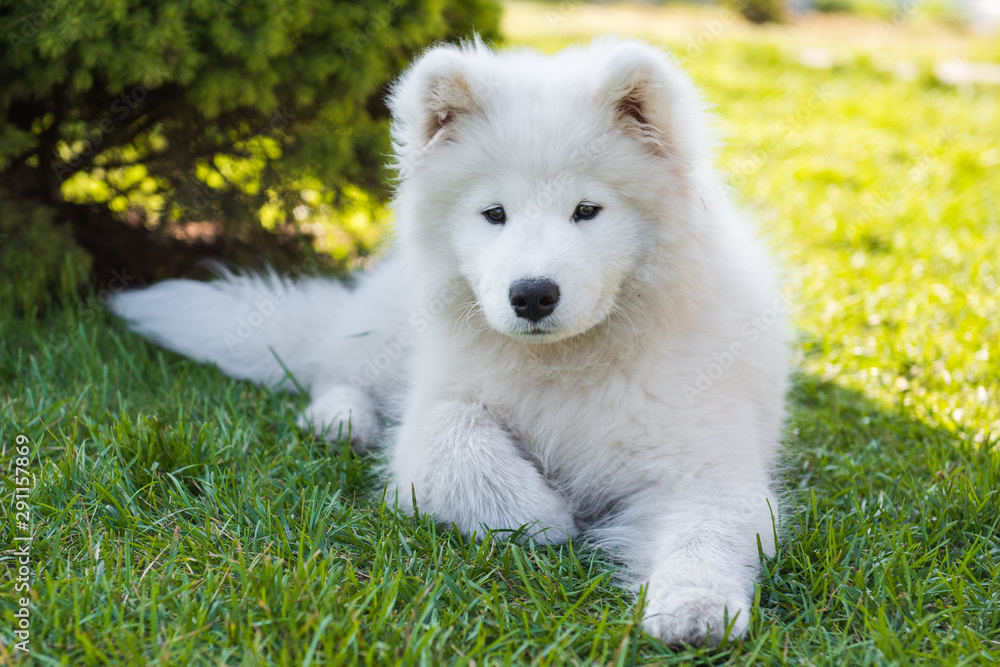 White Samoyed puppy dog smiles muzzle in the garden on the green grass