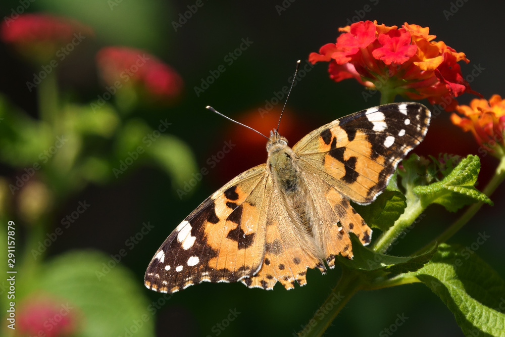 painted lady is large size butterfly painted lady is large size butterfly