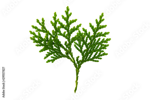 Closeup image of thuja evergreen tree branch isolated at white background.