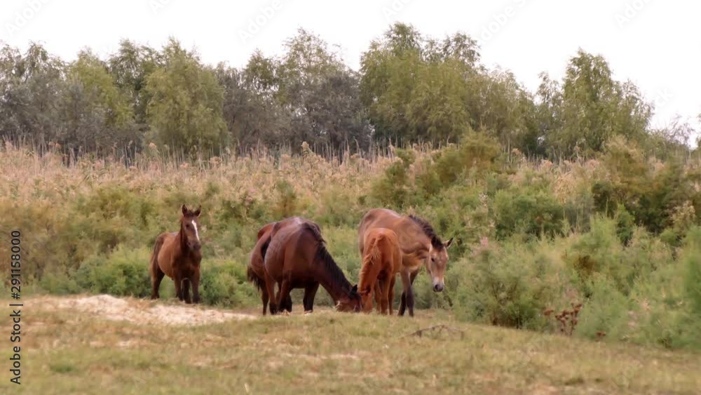 Horses are a traditional animal in the Danube Delta. This is a transport, a popular tourist destination and meat from which sausage is made. A herd of horses on the island of Ermakov (Ukraine). Horses are a traditional animal in the Danube Delta. This is a transport, a popular tourist destination and meat from which sausage is made. A herd of horses on the island of Ermakov (Ukraine).