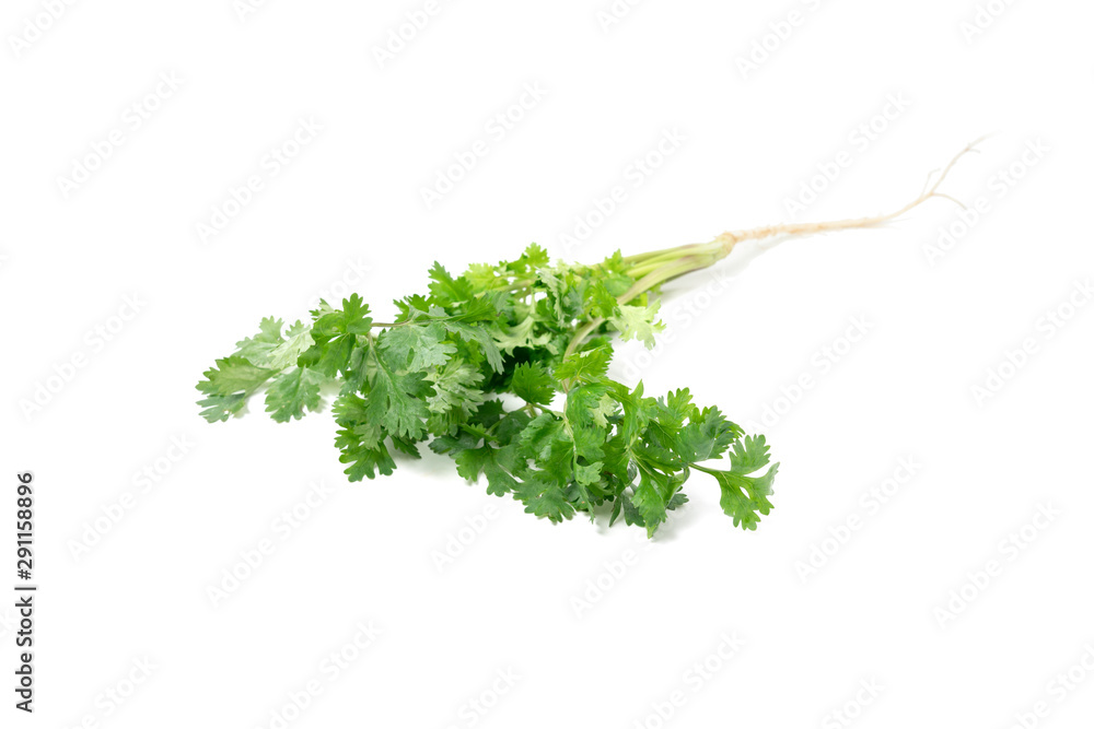 Coriander tree on isolated white background. Coriander tree on isolated white background.