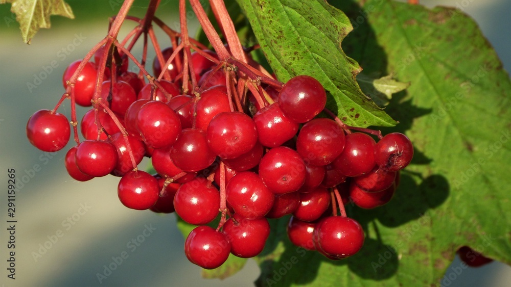 berry berry