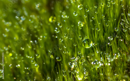 Dewy green moss with big water droplets