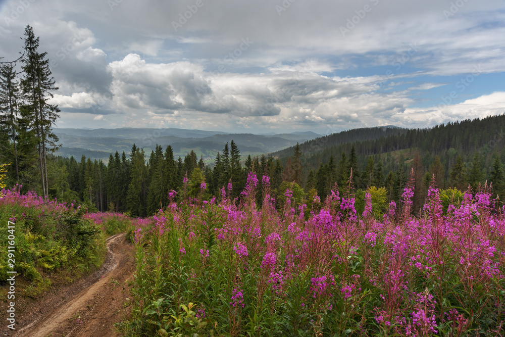 A wonderful walk along the ridge in the Ukrainian Carpathians amidst the scent of flowers, the dramatic cloudy sky before the rain with a thunderstorm.