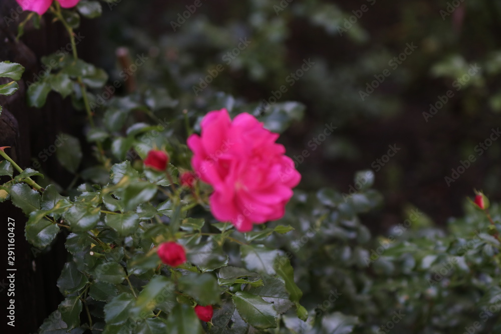 Fototapeta premium red flower in the garden