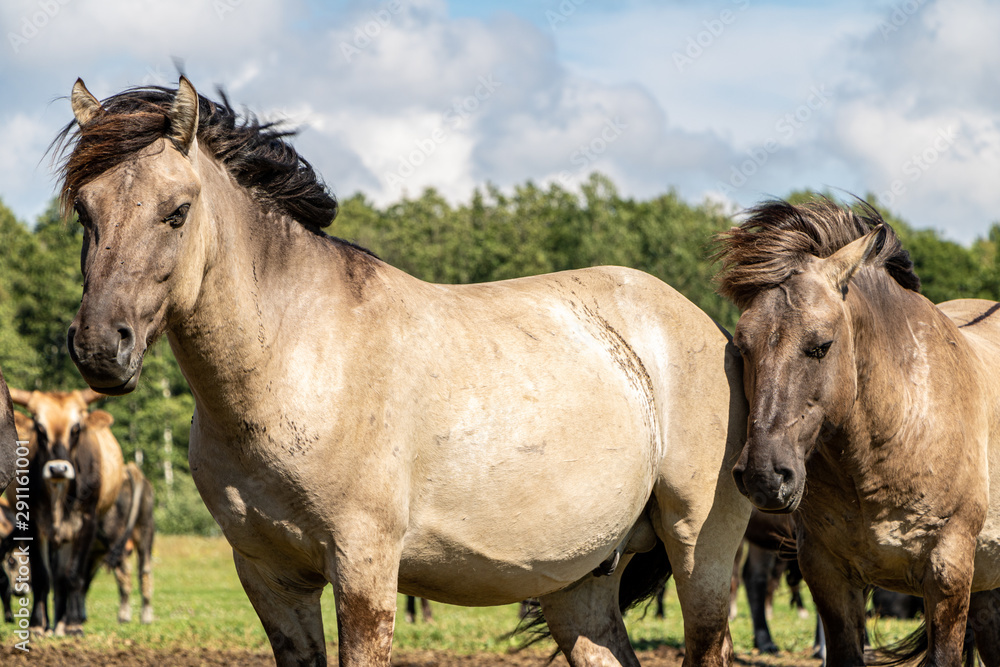 Two wild horses and cows in field in Pape national park in Latvia in summer Two wild horses and cows in field in Pape national park in Latvia in summer