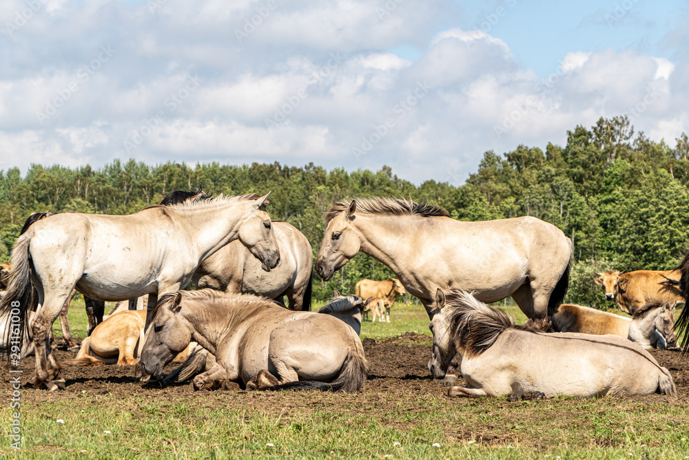 wild horses and cows in field in national park in summer in Pape in Latvia wild horses and cows in field in national park in summer in Pape in Latvia