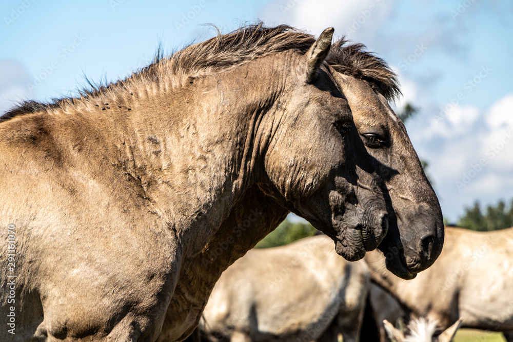 Fototapeta premium wild horses standing close in field in national park in summer in Pape in Latvia