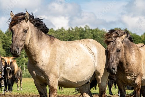 Two wild horses and cows in field in Pape national park in Latvia in summer © Laura Kezbere
