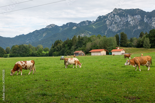 Kühe auf der Weide