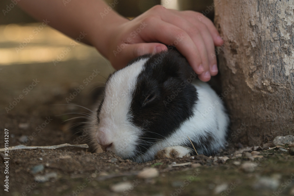 child stroking a rabbit sitting in the grass child stroking a rabbit sitting in the grass