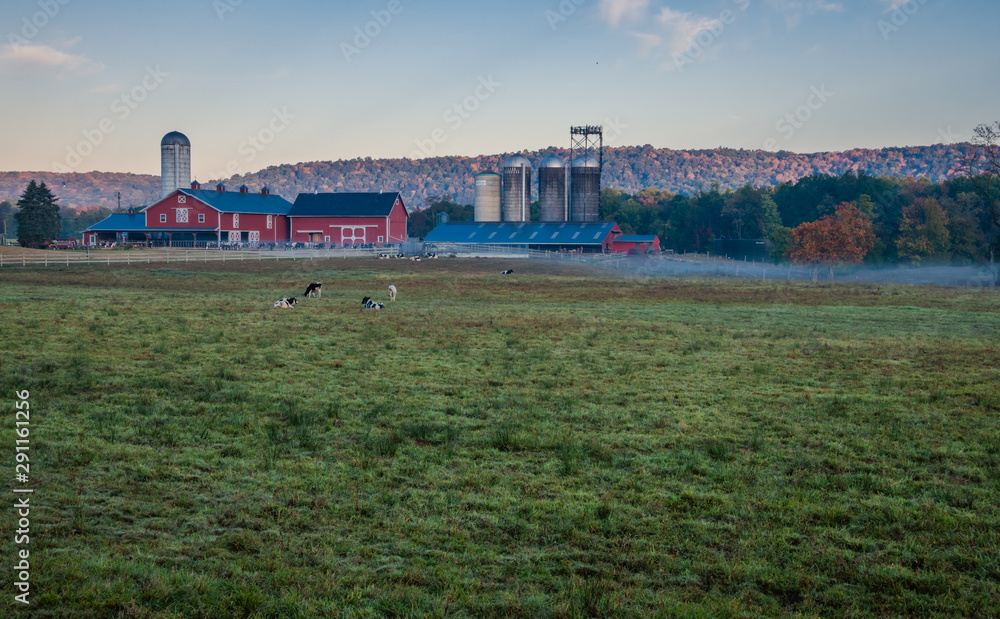 Dairy cows graze in dew covered grass near red barn as sun rises in late summer, Wantage, NJ Dairy cows graze in dew covered grass near red barn as sun rises in late summer, Wantage, NJ