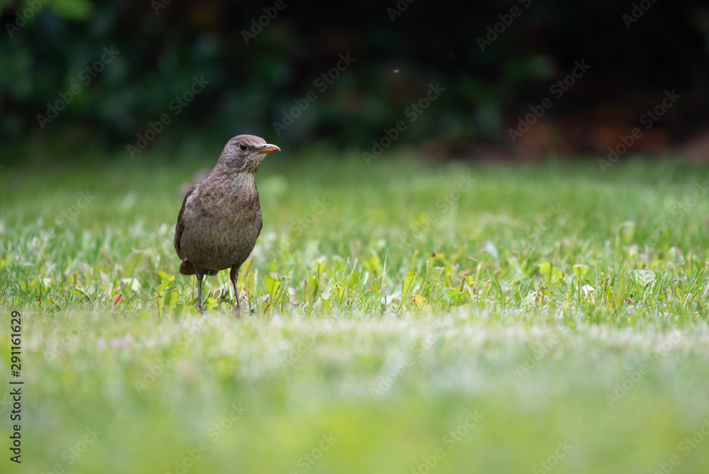 Female blackbird (Turdus merula) standing in the garden Female blackbird (Turdus merula) standing in the garden