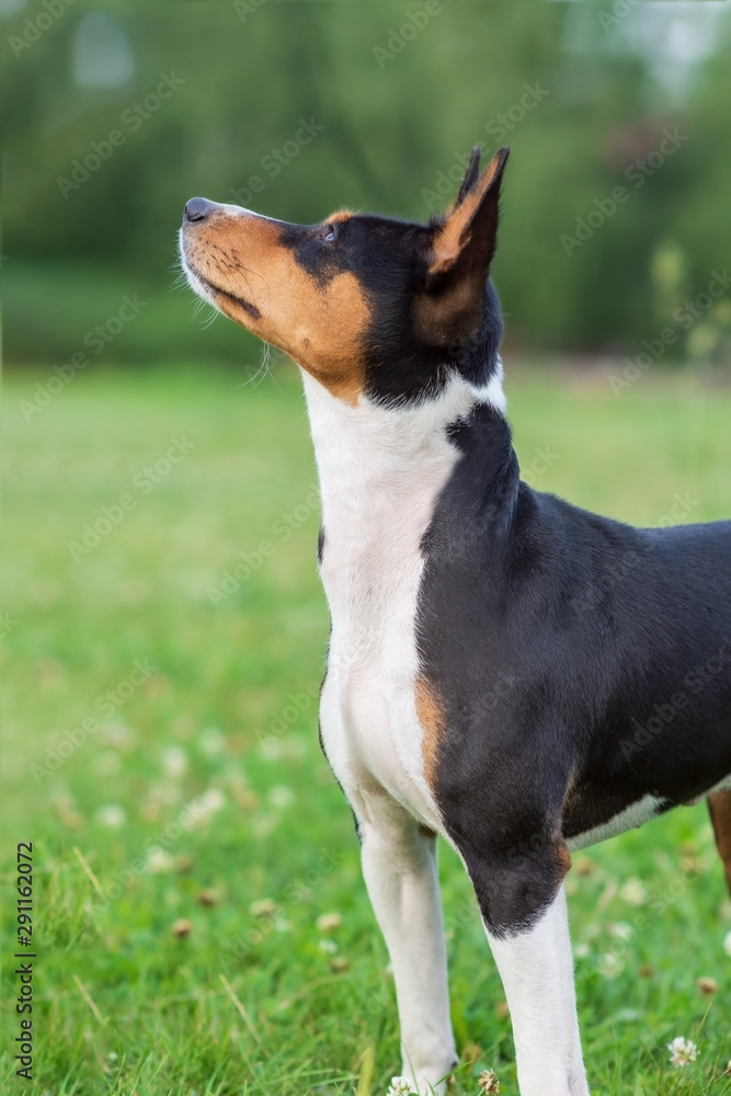Portrait of a young dog breed Basenji in the Park on the green grass. Stands and looks up.