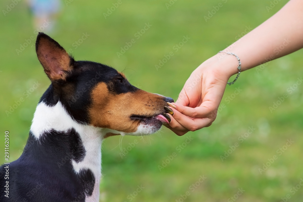 Young dog breeds, the Basenji stands in a Park on green grass and licks her hand. The concept education of the dog Young dog breeds, the Basenji stands in a Park on green grass and licks her hand. The concept education of the dog