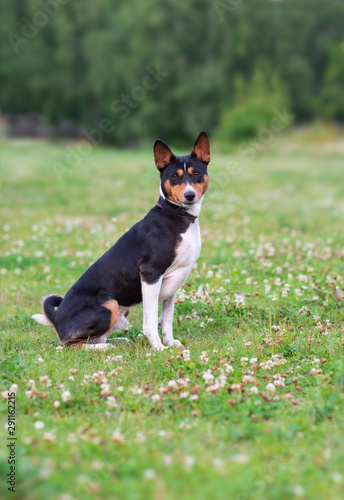 Young dog breed Basenji sits in Park on green grass side and looking at the camera.