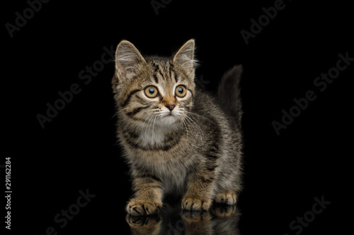 Brown Kitten with tortoise fur Crouching on isolated background, side view
