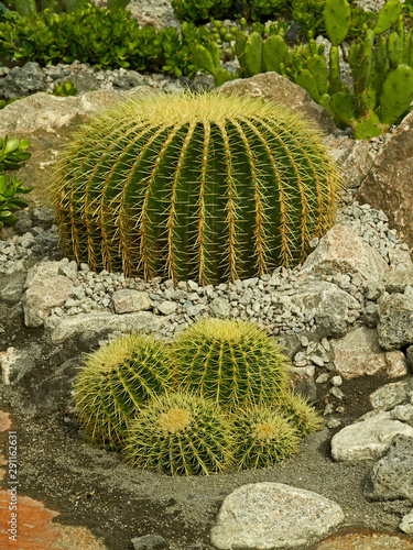 Cactus Echinocactus grusonii, Golden Barrel in a dry Mediterranean garden