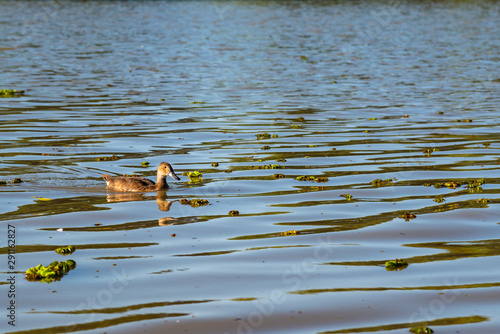 Brown duck on the water surrounded by camalotes or river plants photo