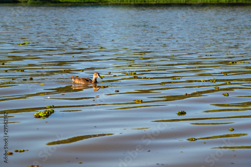 Brown duck on the water surrounded by camalotes or river plants photo