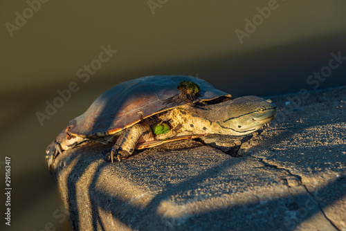 River turtle warming up with the sunlight resting on a concrete surface photo