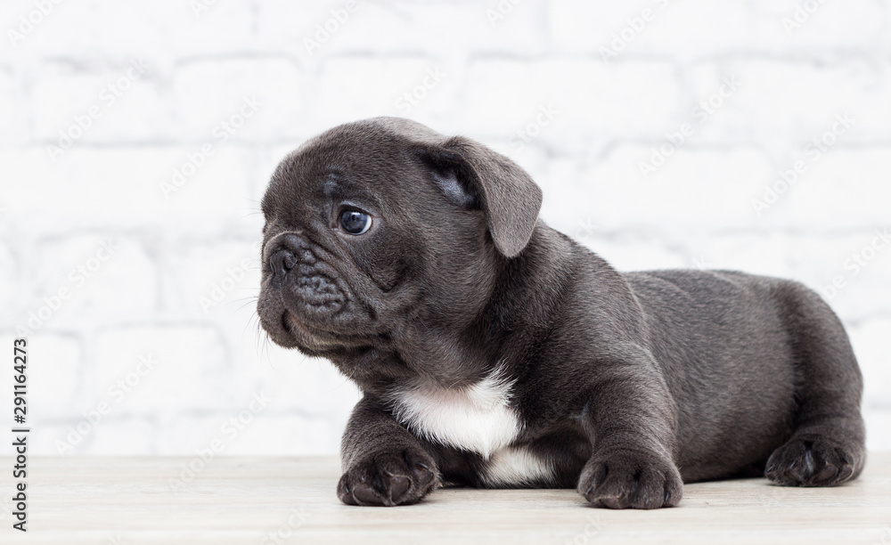 Puppy French Bulldog on the brick wall background