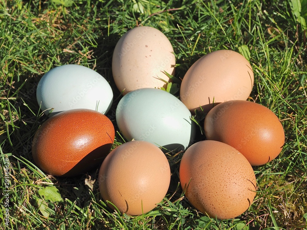 Mix of green and other colorful eggs of different chicken breeds Mix of green and other colorful eggs of different chicken breeds