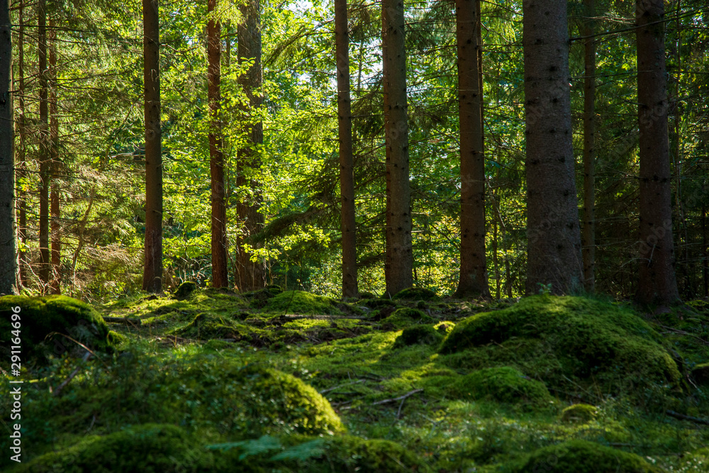 Fototapeta premium rano w lesie