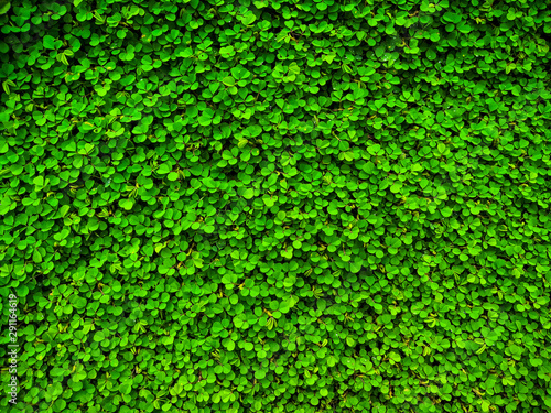 Desmodium triflorum. grass nature background. green plant leaf texture.