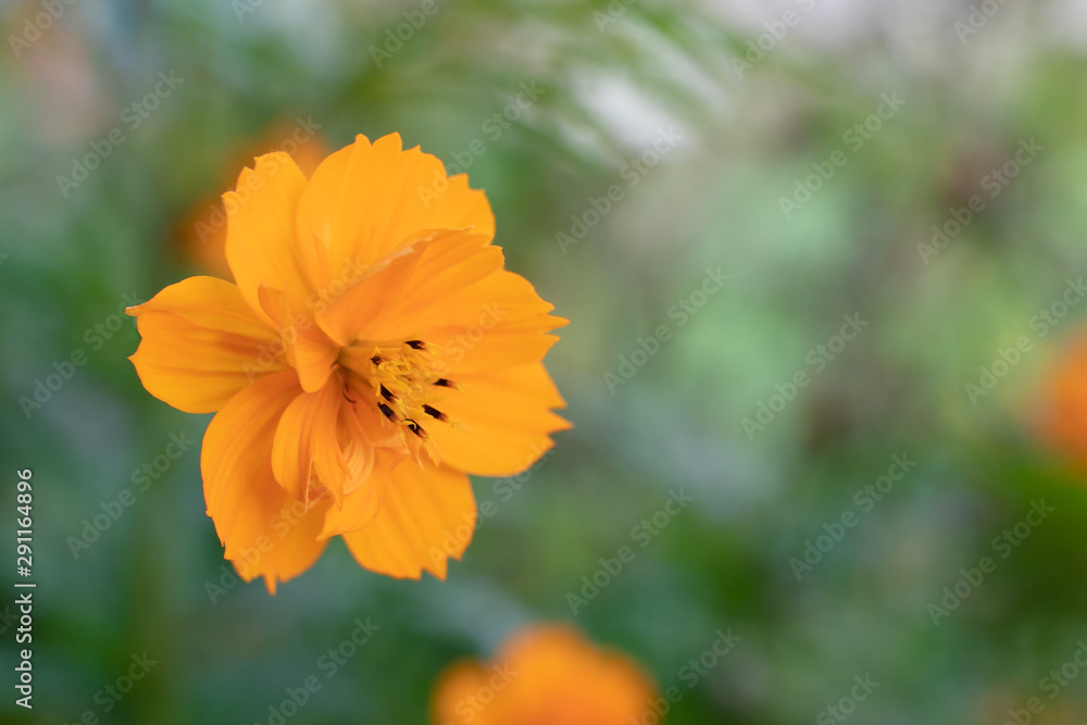 Orange mexican marigold flower, closeup on green foliage background. Beautiful flower close-up, selective focus Orange mexican marigold flower, closeup on green foliage background. Beautiful flower close-up, selective focus