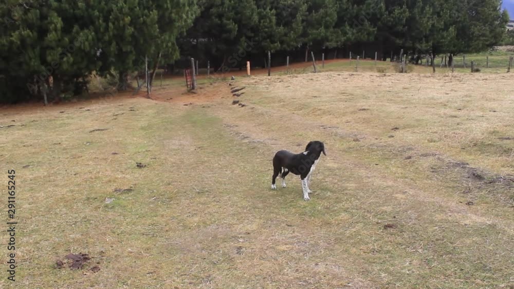  beautiful shepherd dog lost in a forest
