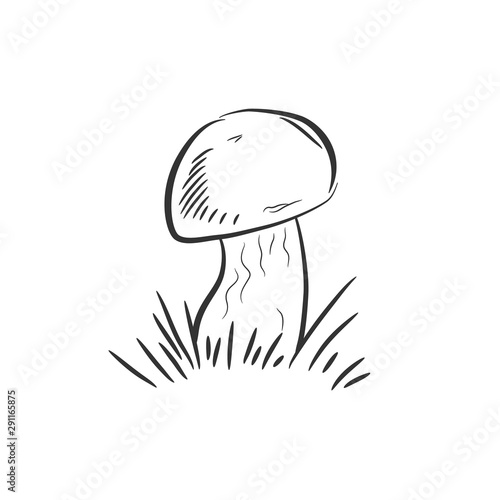 mushroom in grass drawing. Vector illustration of champignon
