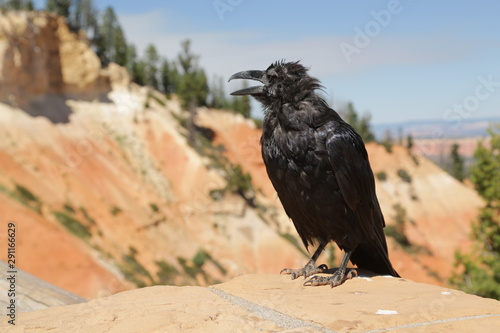  crow in bryce national park
