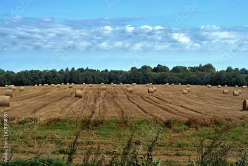 Russia, nature photos, Yaroslavl region, wildlife animals and plants.