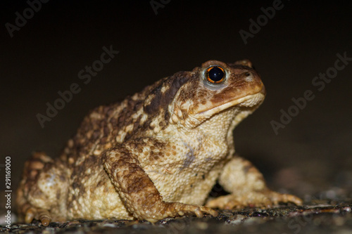 Common toad at night.