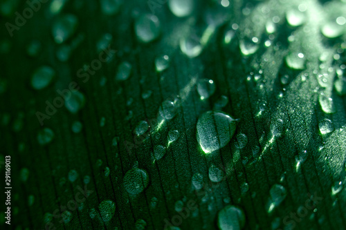 fotografia macro de gotas de agua sobre hojas de plantas