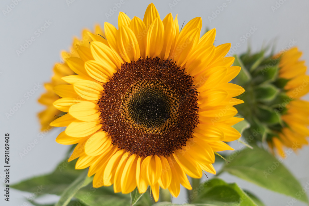 Obraz premium Sonnenblume auf weiß