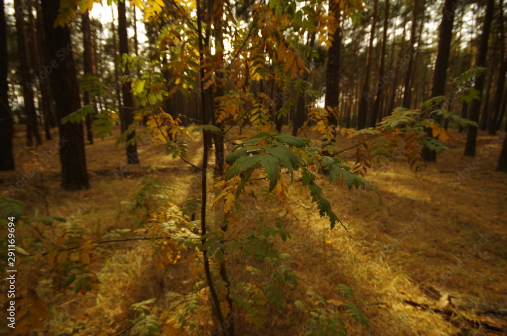 Fototapeta premium road in the forest