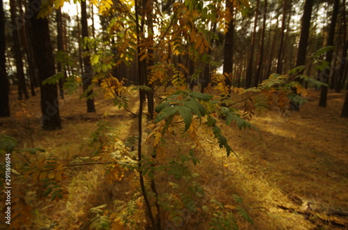 Fototapeta Naklejka Na Ścianę i Meble -  road in the forest