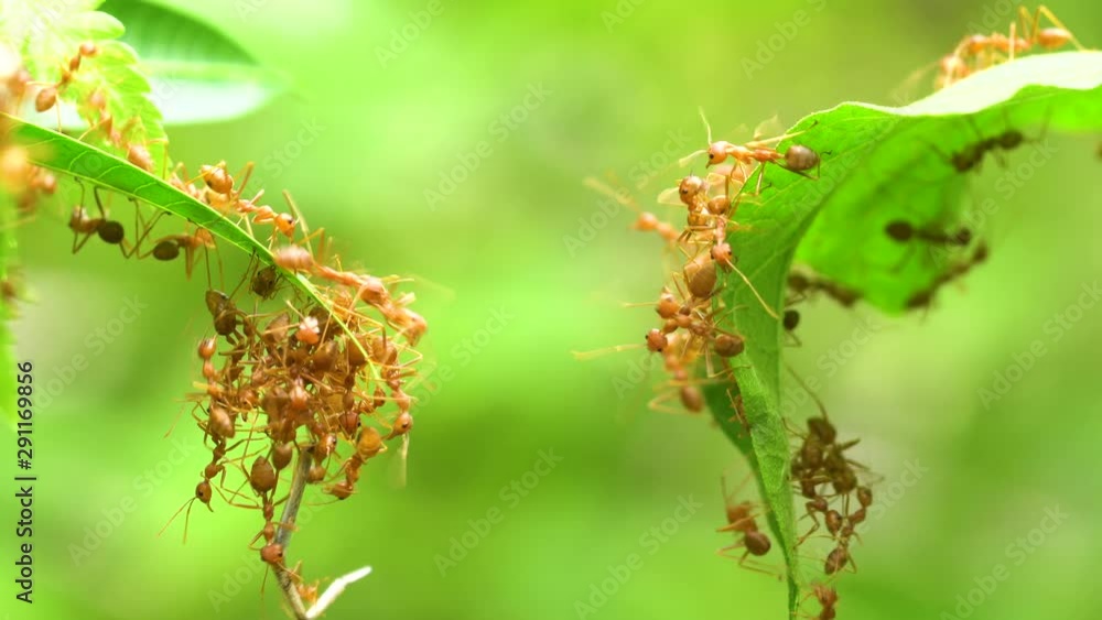 Ant action standing.Ant bridge unity team Ant action standing.Ant bridge unity team