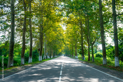 road between the sycamore trees in Poti, Georgia.