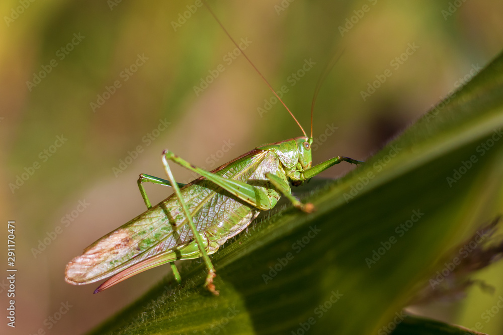 Grasshopper on a leaf - Close-up view of the great green bush cricket a corn leaf (Tettigonia viridissima) Grasshopper on a leaf - Close-up view of the great green bush cricket a corn leaf (Tettigonia viridissima)