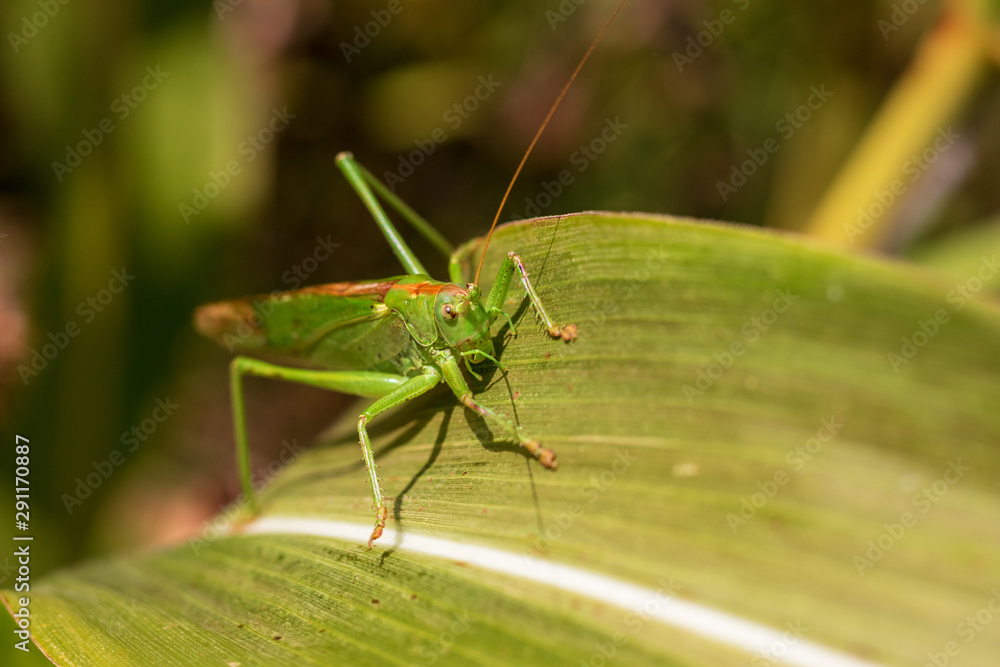 Grasshopper on a leaf - Close-up view of the great green bush cricket a corn leaf (Tettigonia viridissima) Grasshopper on a leaf - Close-up view of the great green bush cricket a corn leaf (Tettigonia viridissima)