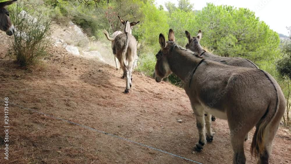 Group Of Donkeys Running In The Mountain Group Of Donkeys Running In The Mountain