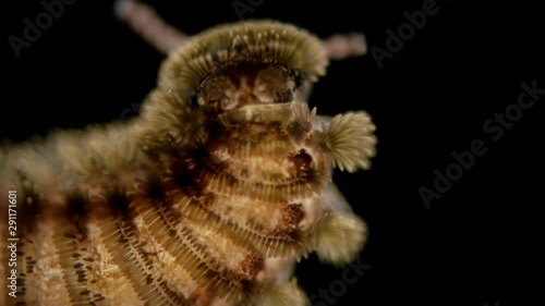 adult millipede Polyxenus lagurus under a microscope, belongs to the class Diplopoda, prefers a moderately moist and dry environment. Dwell in moss, under the trunks of old trees, on the ground in photo