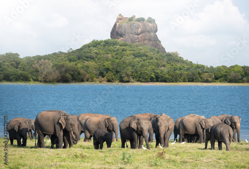 Group of Elephants near Sigiriya lion rock fortress in Sigiriya, Sri Lanka