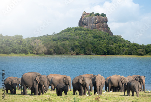 Group of Elephants near Sigiriya lion rock fortress in Sigiriya, Sri Lanka photo