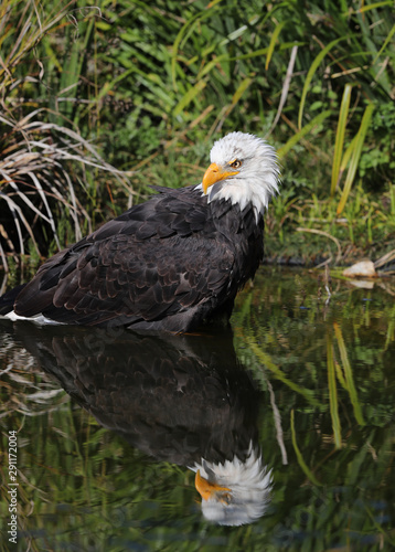 Close up of a Bald Eagle bathing in a pond