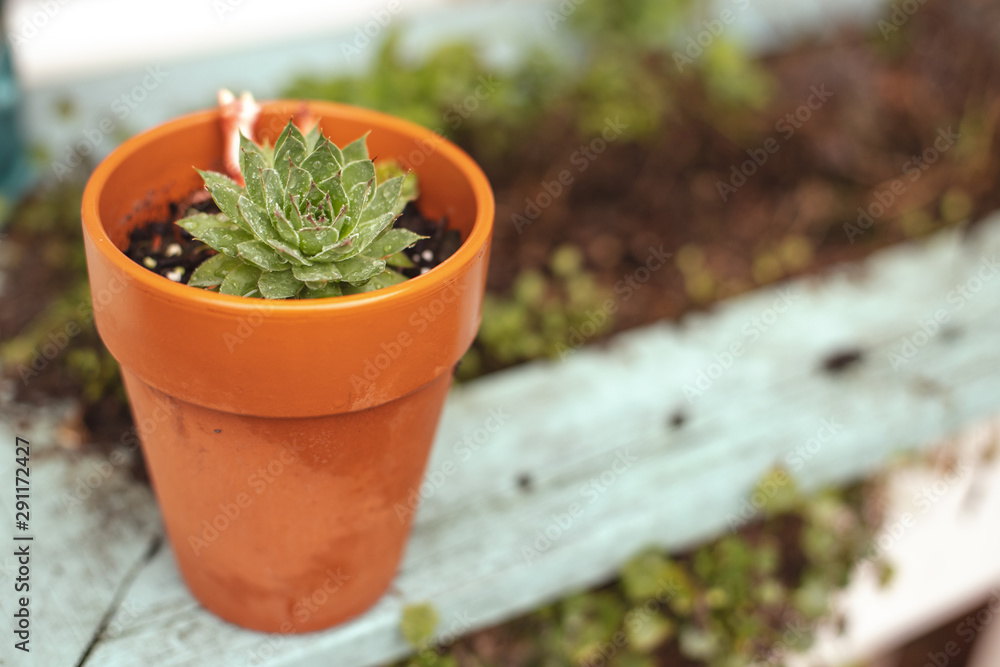 succulent in pot rain succulent in pot rain