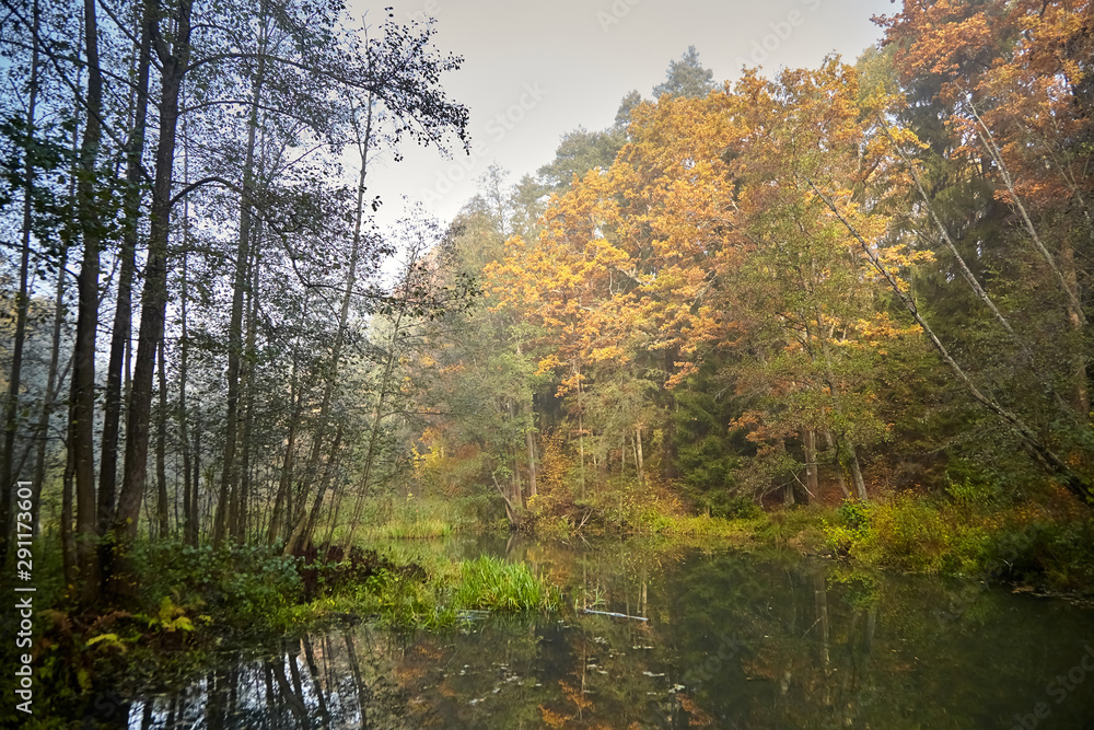 Autumn landscape. Morning foggy forest with yellow foliage, calm swamp river. Nature in Belarus